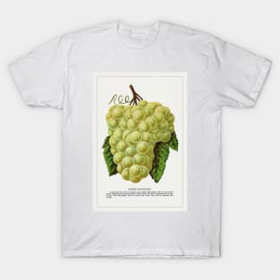 Green Mountain Grape Lithograph (1900) T-Shirt